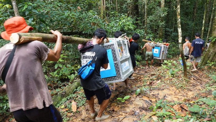 Balai TN Bukit Baka Bukit Raya dan Balai KSDA Kalimantan Barat bersama Yayasan IAR Indonesia kembali melepaliarkan 5 individu orangutan. (IAR Indonesia)