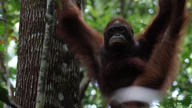 Balai TN Bukit Baka Bukit Raya dan Balai KSDA Kalimantan Barat bersama Yayasan IAR Indonesia kembali melepaliarkan 5 individu orangutan. (IAR Indonesia)