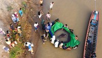 Penduduk setempat menjuluki ikan pari Boramy, atau bulan purnama. Tidak lain karena karena bentuknya yang bulat. Nelayan yang beruntung diberi kompensasi dengan harga pasar, sekitar Rp 8,4 juta. (AP/Sinsamout Ounboundisane)