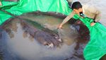 Wow... Nelayan Tangkap Ikan Air Tawar Terbesar, Begini Wujudnya
