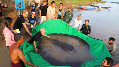 Wow... Nelayan Tangkap Ikan Air Tawar Terbesar, Begini Wujudnya