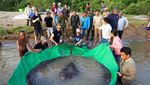 Wow... Nelayan Tangkap Ikan Air Tawar Terbesar, Begini Wujudnya