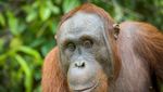 Anjas hingga Cemong, 5 Orang Utan Dilepasliarkan di Hutan Kalteng