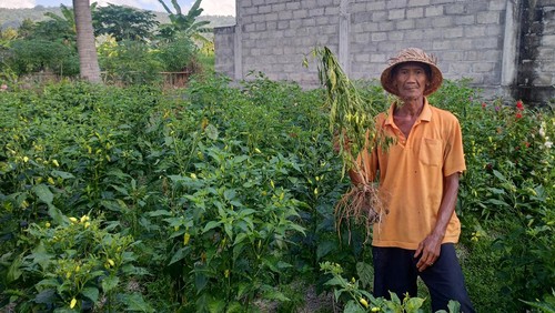 I Nengah Konten saat menunjukkan tanaman cabai miliknya yang mati di kebunnya