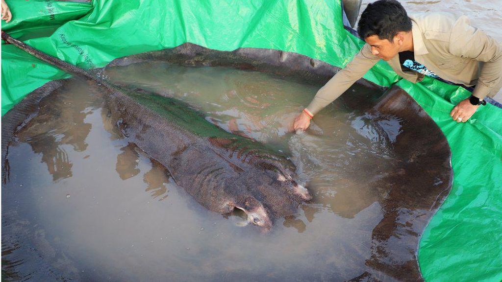 Ikan Air Tawar Terbesar Sedunia Ditemukan di Kamboja, Beratnya 300 Kg!