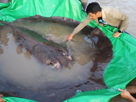 Tim ilmuwan dan peneliti Kamboja dan Amerika, bersama dengan pejabat Administrasi Perikanan bersiap untuk melepaskan ikan pari air tawar raksasa kembali ke Sungai Mekong di provinsi timur laut Stung Treng , Kamboja.(Chhut Chheana/Wonders of the Mekong via AP)