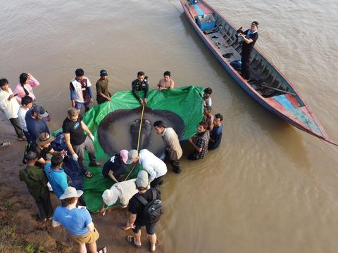 Tim ilmuwan dan peneliti Kamboja dan Amerika, bersama dengan pejabat Administrasi Perikanan bersiap untuk melepaskan ikan pari air tawar raksasa kembali ke Sungai Mekong di provinsi timur laut Stung Treng , Kamboja.(Chhut Chheana/Wonders of the Mekong via AP)