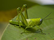 Kisah Azab bagi Firaun: Diserang Belalang, Katak, Kutu hingga Darah