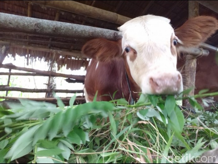 Ilustrasi sapi.