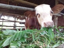Bolehkah Aqiqah dengan Hewan Sapi? Begini Penjelasannya