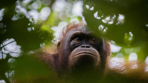 Joyce berusia 11 tahun merupakan orangutan yang dipelihara warga Kecamatan Delta Pawan, Kabupaten Ketapang Kalimantan Barat. Pemeliharanya mengaku diberi orangutan sebagai tukar uang bensin oleh pengendara motor yang tidak dia kenal. Karena mengetahui bahwa memelihara satwa liar merupakan perbuatan melawan hukum, dia menyerahkan Joyce ke BKSDA Kalbar dan YIARI pada bulan Januari 2013. (Dok. YIARI)