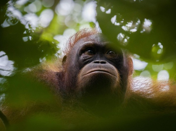 Joyce berusia 11 tahun merupakan orangutan yang dipelihara warga Kecamatan Delta Pawan, Kabupaten Ketapang Kalimantan Barat. Pemeliharanya mengaku diberi orangutan sebagai tukar uang bensin oleh pengendara motor yang tidak dia kenal. Karena mengetahui bahwa memelihara satwa liar merupakan perbuatan melawan hukum, dia menyerahkan Joyce ke BKSDA Kalbar dan YIARI pada bulan Januari 2013. (Dok. YIARI)