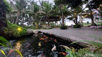 Di sini juga ada kolam ikan kecil. Kamu bisa nih menyegarkan mata melihat ikan mas warna-warni yang gendut-gendut. Bagi traveler yang ingin memberi makan ikan juga bisa.