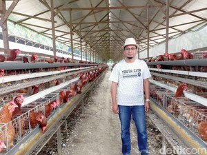 Impor Jagung Dilarang, 30 Persen Peternak Ayam di Sumut Bangkrut