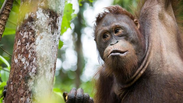 Kotap berusia 9 tahun merupakan orangutan yang menjadi korban pemeliharaan ilegal satwa liar dilindungi oleh warga Kecamatan Sengah Temila, Kabupaten Landak. 