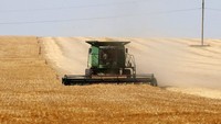 Petani melakukan panen gandum di ladangnya kawasan Odessa, Ukraina.