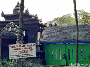 Monyet Wendit Masuk Rumah Warga, Pengelola Bantah Kurang Makanan