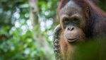 Anjas hingga Cemong, 5 Orang Utan Dilepasliarkan di Hutan Kalteng