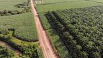 Penampakan 4300 Hektare Lahan Diserobot Eks Cawalkot Palembang