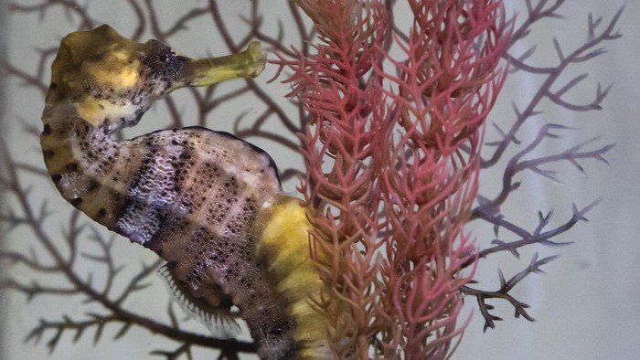 Biologist Gabriela Santos shows seahorses she collected them from the water off Urca beach as part of the Rio de Janeiro seahorse project run by the Santa Ursula University, in Rio de Janeiro, Brazil, Monday, June 20, 2022. According to project leaders, there has been an increase in the seahorse population in recent years in Guanabara Bay since the 2014 nation-wide ban of their capture and sale to aquarium hobbyists, despite them being sensitive to polluted water. The seahorses are returned to sea after a few weeks. (AP Photo/Bruna Prado)