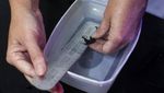 Kabar Baik, Populasi Kuda Laut di Brasil Meningkat