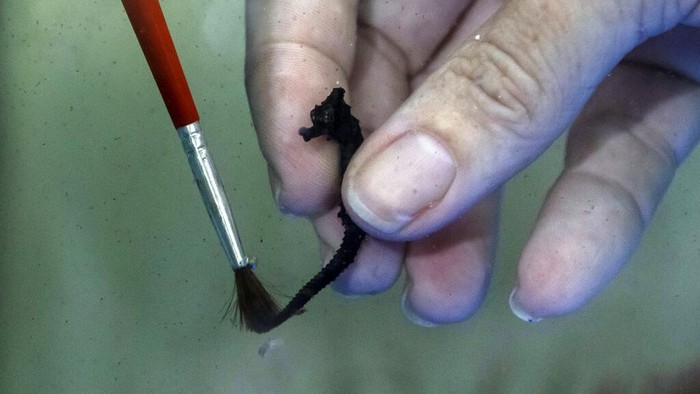Populasi Kuda Laut di Teluk Guanabara Brasil Meningkat Biologist Gabriela Santos shows seahorses she collected them from the water off Urca beach as part of the Rio de Janeiro seahorse project run by the Santa Ursula University, in Rio de Janeiro, Brazil, Monday, June 20, 2022. According to project leaders, there has been an increase in the seahorse population in recent years in Guanabara Bay since the 2014 nation-wide ban of their capture and sale to aquarium hobbyists, despite them being sensitive to polluted water. The seahorses are returned to sea after a few weeks. (AP Photo/Bruna Prado)