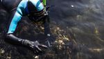 Kabar Baik, Populasi Kuda Laut di Brasil Meningkat