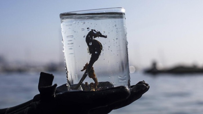 Biologist Gabriela Santos shows seahorses she collected them from the water off Urca beach as part of the Rio de Janeiro seahorse project run by the Santa Ursula University, in Rio de Janeiro, Brazil, Monday, June 20, 2022. According to project leaders, there has been an increase in the seahorse population in recent years in Guanabara Bay since the 2014 nation-wide ban of their capture and sale to aquarium hobbyists, despite them being sensitive to polluted water. The seahorses are returned to sea after a few weeks. (AP Photo/Bruna Prado)