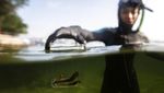 Kabar Baik, Populasi Kuda Laut di Brasil Meningkat
