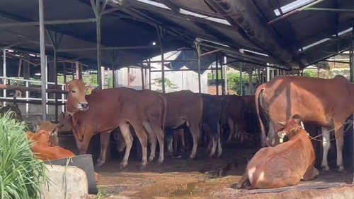 Sapi di rumah potong hewan Kota Bogor