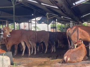 Khofifah Ungkap Jumlah Sapi Potong Hingga Perah di Jatim Lebih dari 5 Juta