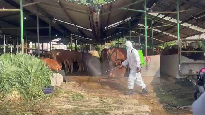 Sapi di rumah potong hewan Kota Bogor