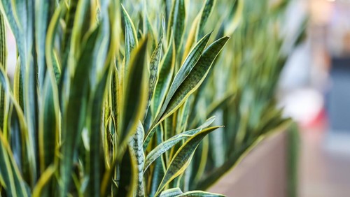 Sansevieria trifasciata Prain , Mother in law tongue , Vipers bowstring hemp . Can be used indoor or in shade area . can plant in bedroom to make fresh air .