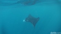 Beruntung sekali kami bisa bertemu ikan manta. (Syanti/detikcom)
