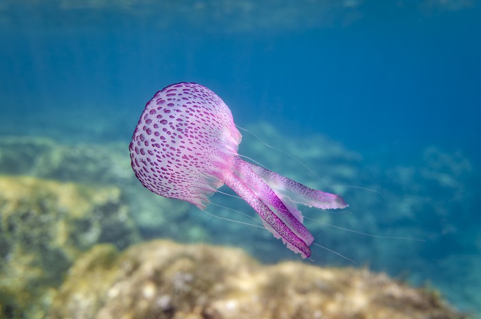 Pelagia noctiluca is a jellyfish in the family Pelagiidae and the only currently recognized species in its genus. It is typically known in English as the mauve stinger, but other common names are purple-striped jelly (causing potential confusion with Chrysaora colorata), purple stinger, purple people eater, purple jellyfish, luminous jellyfish and night-light jellyfish.