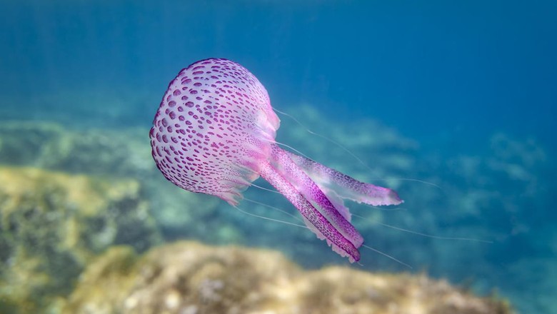 Ubur-ubur Pelagia noctiluca is a jellyfish in the family Pelagiidae and the only currently recognized species in its genus. It is typically known in English as the mauve stinger, but other common names are purple-striped jelly (causing potential confusion with Chrysaora colorata), purple stinger, purple people eater, purple jellyfish, luminous jellyfish and night-light jellyfish.