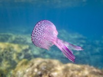 Sejumlah Hewan Tak Punya Otak, Bagaimana Mereka Bertahan Hidup?