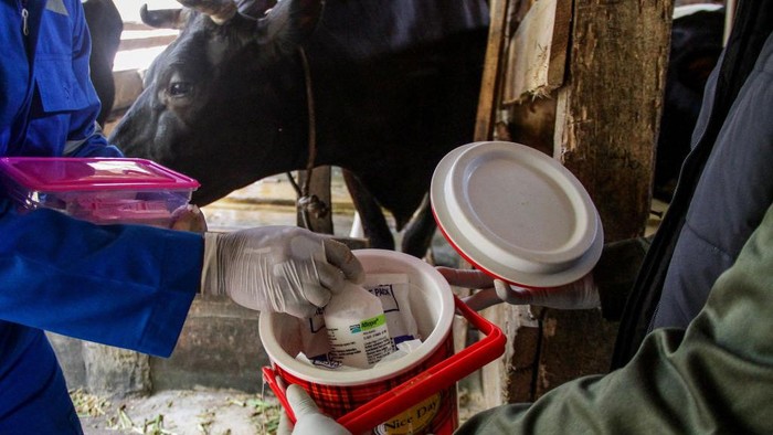 Vaksinasi Mulai Digencarkan, Cegah Penyakit Mulut dan Kuku (PKM) West Java Governor Ridwan Kamil (C) saw Mouth And Nail Disease (FMD) vaccination process for livestock on June 20, 2022, in Cilembu, Sumedang Regency, West Java, Indonesia. The West Java government targets that in the first week it can provide Mouth and Nail Disease Vaccination (PMK) for 2,000 cows in five West Java cattle farming locations such as Bandung Regency, West Bandung Regency, Garut, Kuningan, and Sumedang. (Photo by Algi Febri Sugita/NurPhoto via Getty Images)