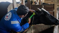 Seorang dokter hewan menyiapkan vaksin penyakit mulut dan kuku (PMK) Atopor untuk ternak di Cilembu, Kabupaten Sumedang, Jawa Barat, Senin (20/6/2022).  