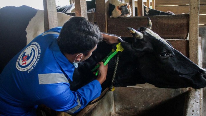 Vaksinasi Mulai Digencarkan, Cegah Penyakit Mulut dan Kuku (PKM) West Java Governor Ridwan Kamil (C) saw Mouth And Nail Disease (FMD) vaccination process for livestock on June 20, 2022, in Cilembu, Sumedang Regency, West Java, Indonesia. The West Java government targets that in the first week it can provide Mouth and Nail Disease Vaccination (PMK) for 2,000 cows in five West Java cattle farming locations such as Bandung Regency, West Bandung Regency, Garut, Kuningan, and Sumedang. (Photo by Algi Febri Sugita/NurPhoto via Getty Images)