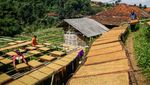 Wanginya Tembakau yang Hidupi Desa di Sumedang, Jabar