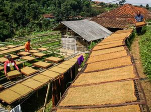 Jaga Kestabilan Harga, Petani Tembakau Bermitra dengan Swasta