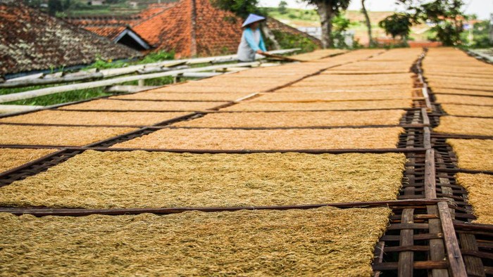 SUMEDANG, INDONESIA - 2022/06/20: A woman farmer arranges trays of tobacco drying in Sumedang. The majority of residents in this village work as tobacco farmers, a profession they have passed on from generation to generation. When visiting this village, we will see expanses of tobacco drying under the sun filling the village roads, roofs and terraces of houses. This village is able to meet market demand from all Indonesian provinces including West Java, Bali and Sumatra. Some produce is even exported abroad, to places such as Pakistan, Malaysia and Turkey. (Photo by Algi Febri Sugita/SOPA Images/LightRocket via Getty Images)