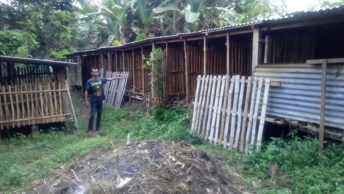 warga kehilangan 14 hewan ternak kambing di tengah wabah pmk