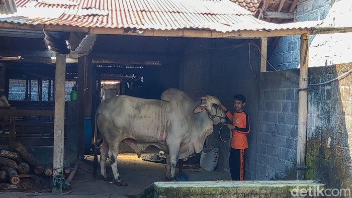 Abimanyu, sapi milik warga Cangkringan yang jadi sapi kurban pilihan Presiden Joko Widodo di Iduladha tahun ini, Rabu (22/6/2022).