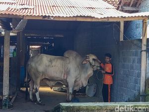 Sapi di Lereng Merapi Milik Siswa SMP Jadi Hewan Kurban Pilihan Jokowi