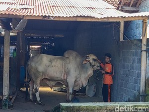 Sapi di Lereng Merapi Milik Siswa SMP Jadi Hewan Kurban Pilihan Jokowi