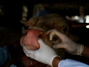 3 Sapi Gejala PMK Ditemukan di Koja Jakut, Langsung Diisolasi