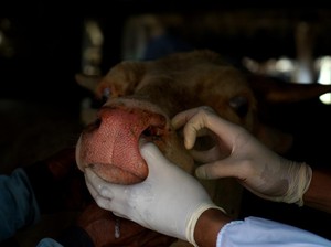 Wabah PMK Merata di Semua Kecamatan, Grobogan Dinyatakan Zona Merah