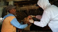 Pengecekan dilakukan bagian kaki dan mulut sapi yang dilakukan oleh petugas dengan mengenakan pakaian pelindung dan sarung tangan.